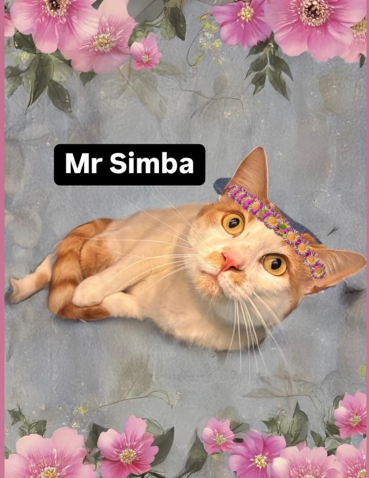 Mr Simba at Martinez Pet Food Express July 5th 1