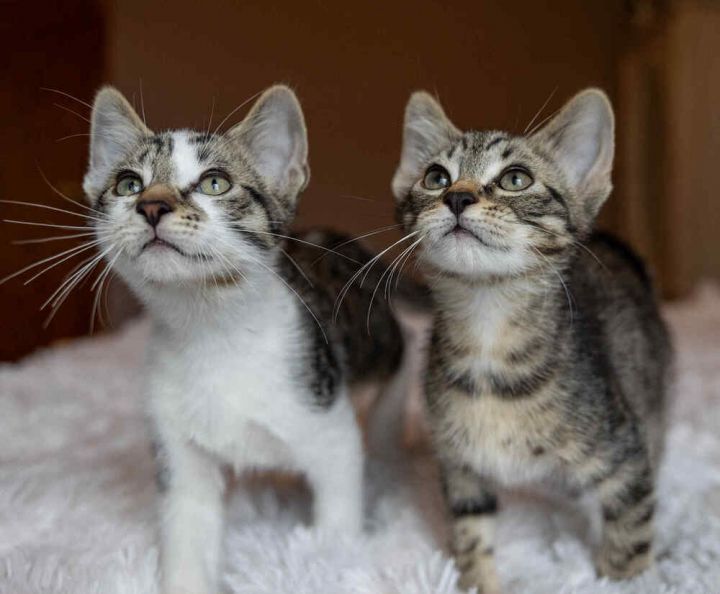 Wilbur: bonded w/Sid 2