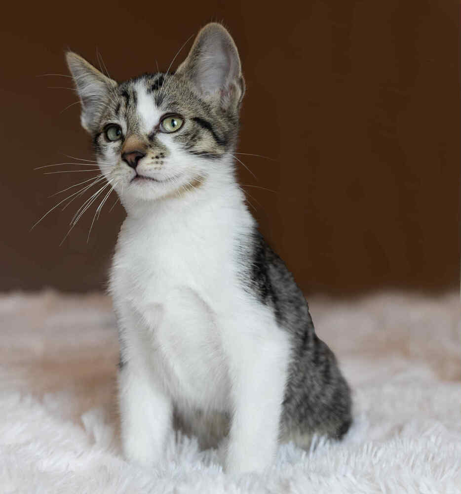 Wilbur: bonded w/Sid