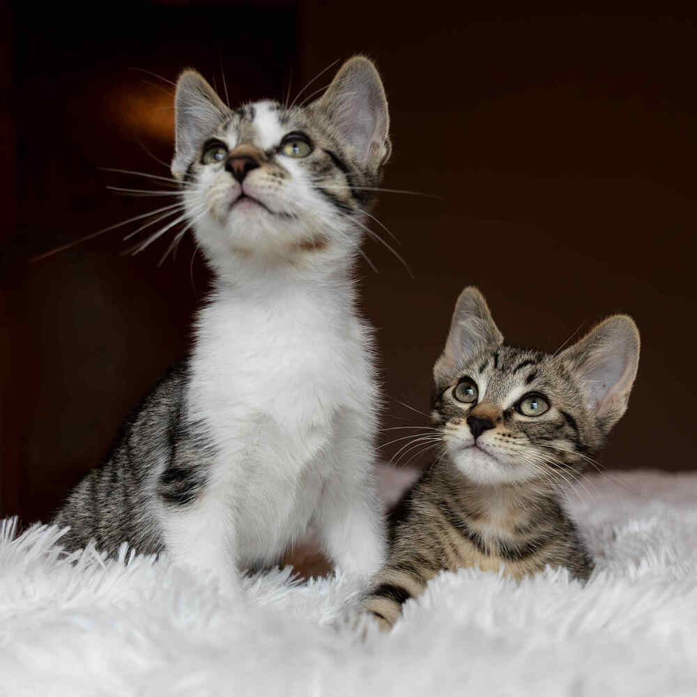 Sid-Bonded w/Wilbur