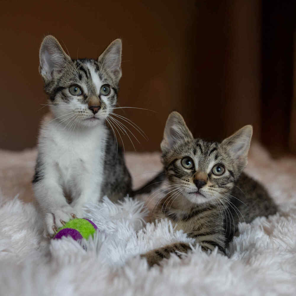 Sid-Bonded w/Wilbur