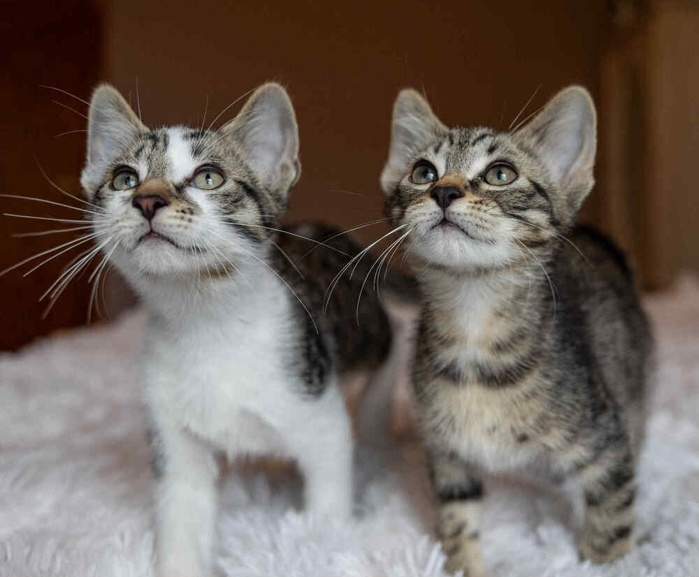 Sid-Bonded w/Wilbur