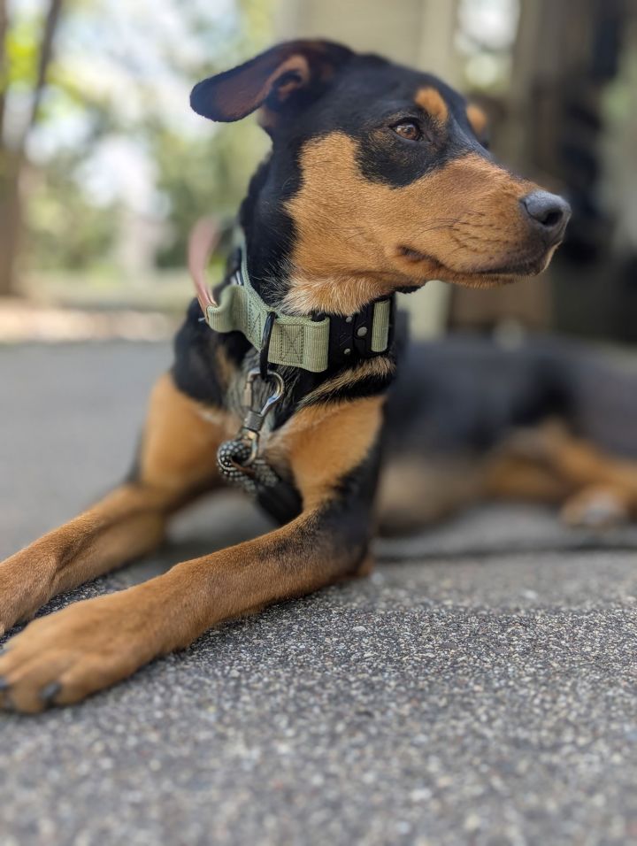 Bailey 1