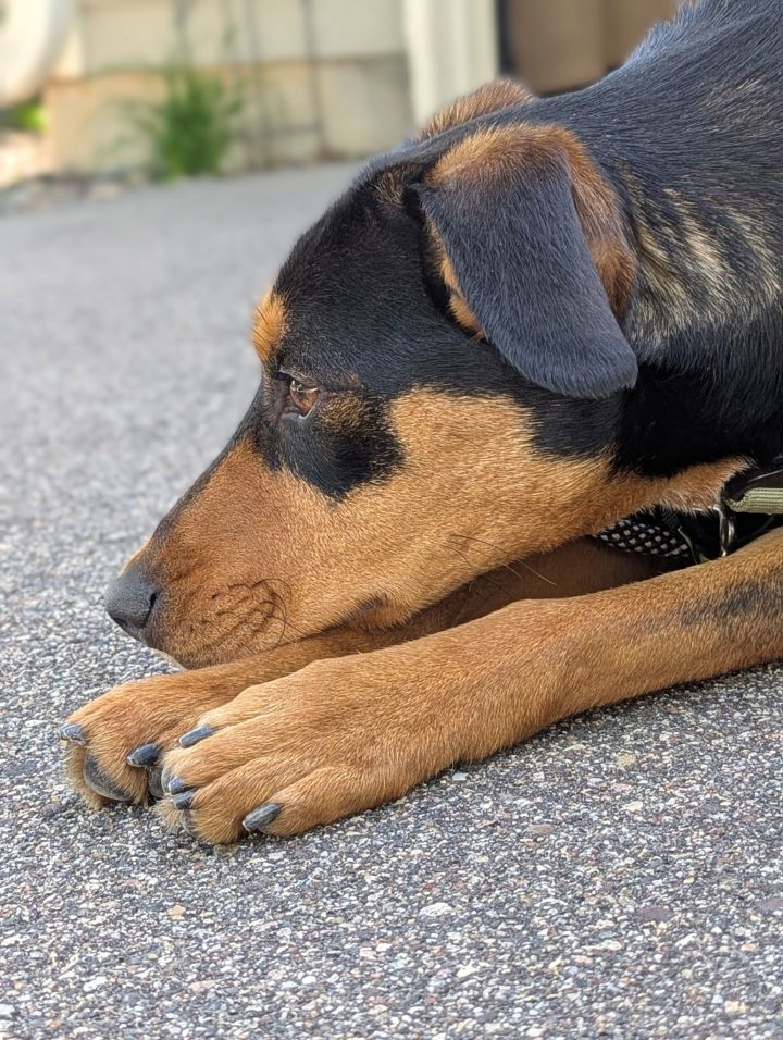 Bailey 2