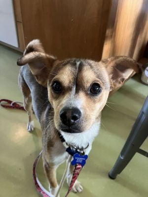 Animal Profile Tino is an approximately 2 year old 15 lb male mixed breed who was taken in as a