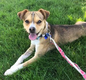 Animal Profile Tino is an approximately 2 year old 15 lb male mixed breed who was taken in as a