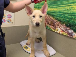 Animal Profile Sundae is an estimated 6-month-old female approximately 25lb shepherd mix puppy who 