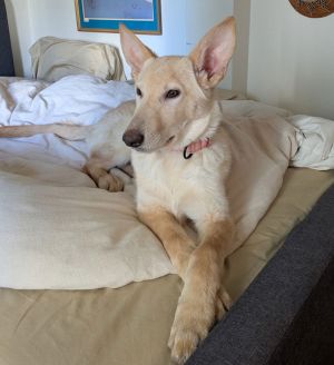 Animal Profile Sundae is an estimated 6-month-old 25 lb spayed female shepherd mix who has spent t
