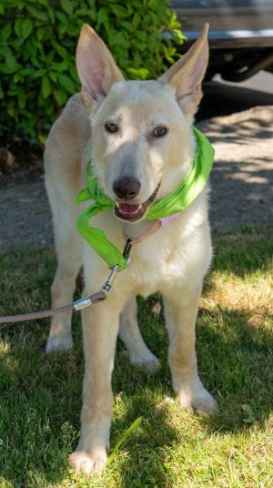 Animal Profile Sundae is an estimated 6-month-old 30 lb spayed female shepherd mix who has spent t