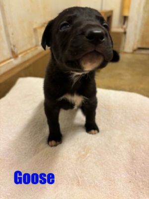 FOSTER NEEDED Sunday 613 email Tonidoggoneseattleorg Animal Profile Meet Goose late April we
