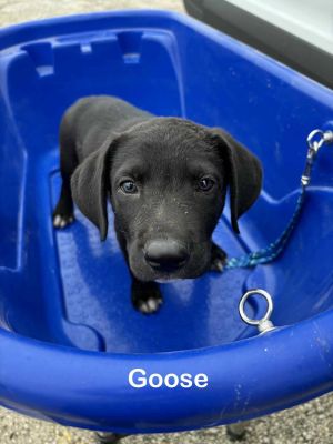 FOSTER NEEDED Sunday 613 email Tonidoggoneseattleorg Animal Profile Meet Goose late April we