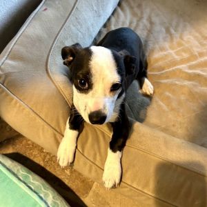 Scottie, Adult Male American Staffordshire Terrier
