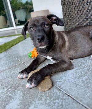 Versace, Baby Female Labrador Retriever