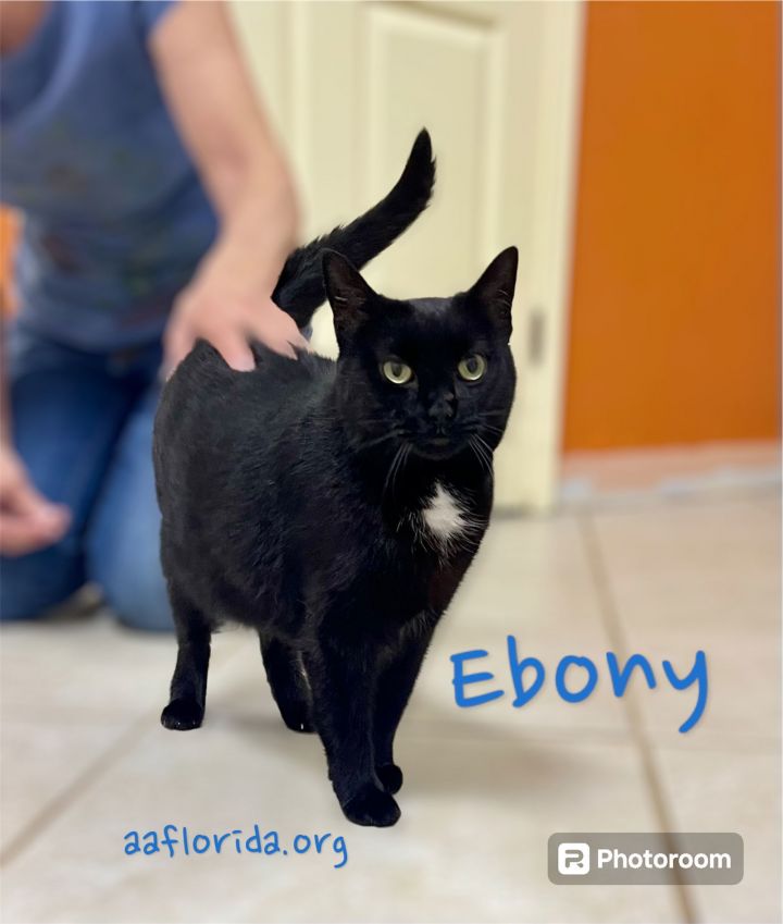 Ebony *Cyd 1