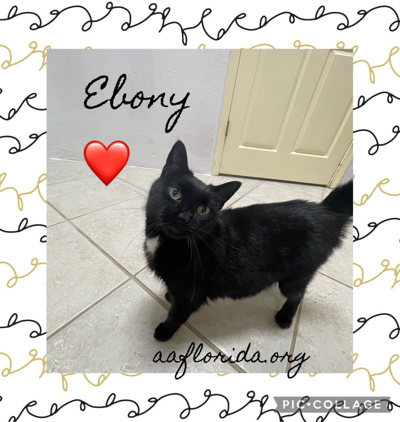 Ebony *Cyd
