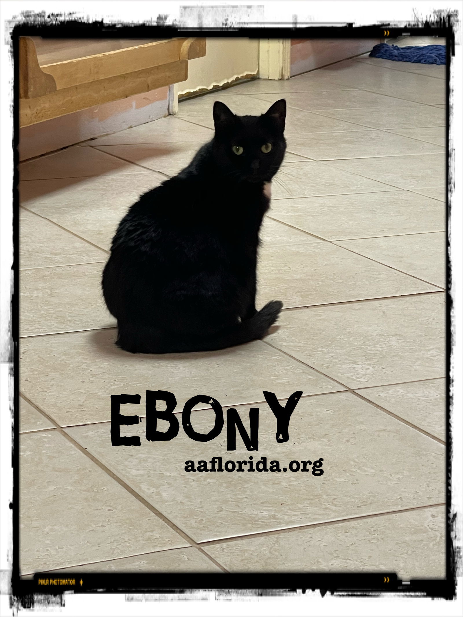 Ebony *Cyd