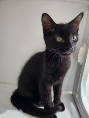 Onyx, Baby Male Domestic Short Hair