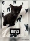 Onyx photo 2