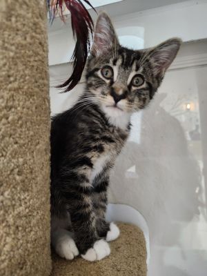 Riley, Baby Male Domestic Short Hair