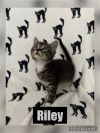 Riley photo 3