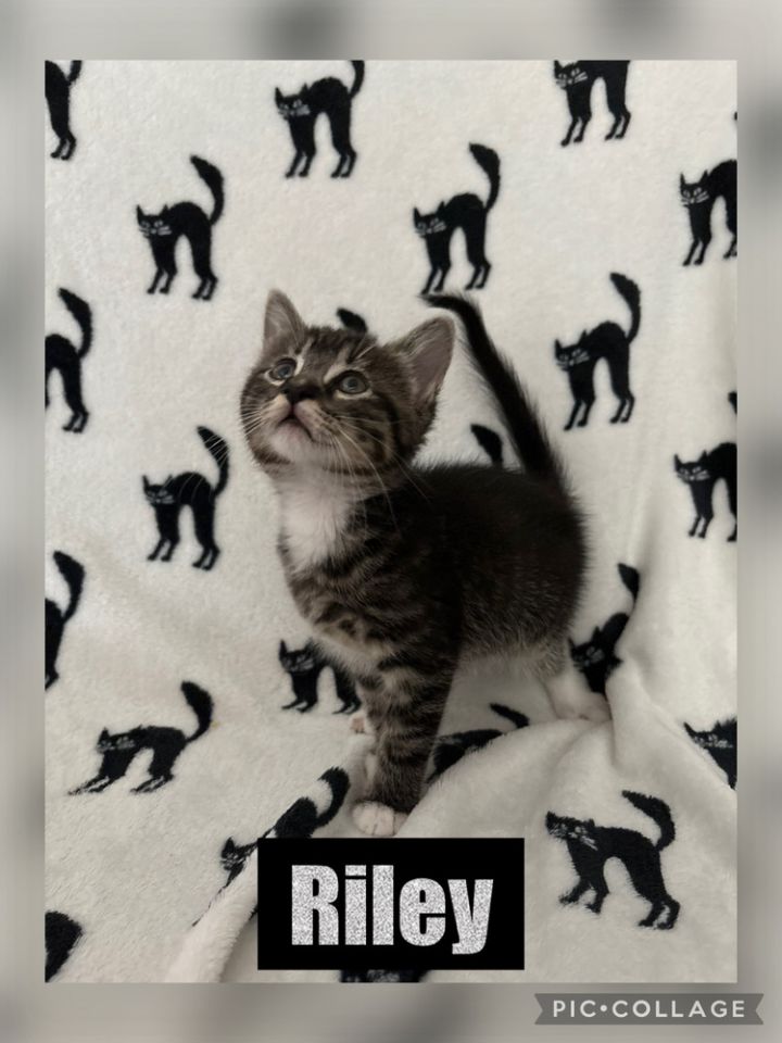 Riley 3