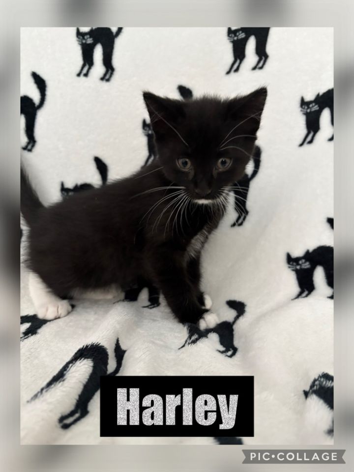 Harley 2