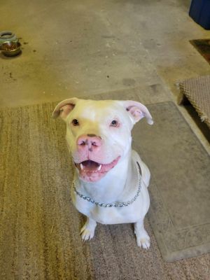 Mo, Young Male Pit Bull Terrier