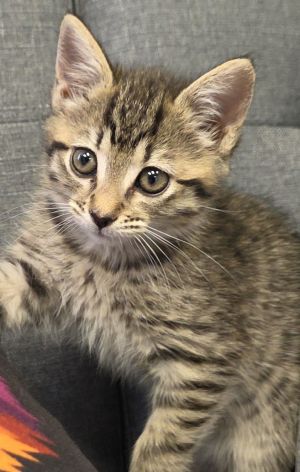 Cassidy, Baby Female Domestic Short Hair
