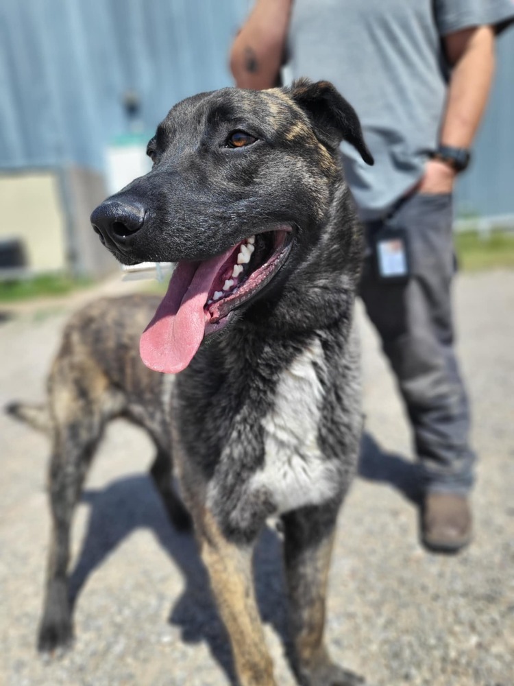 knox located in New Mexico, an adoptable Dutch Shepherd in Santa Fe, NM, 87500 | Photo Image 1