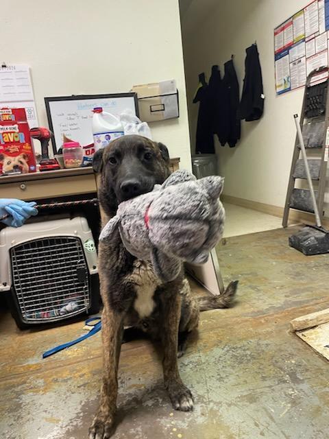knox located in New Mexico, an adoptable Dutch Shepherd in Santa Fe, NM, 87500 | Photo Image 2