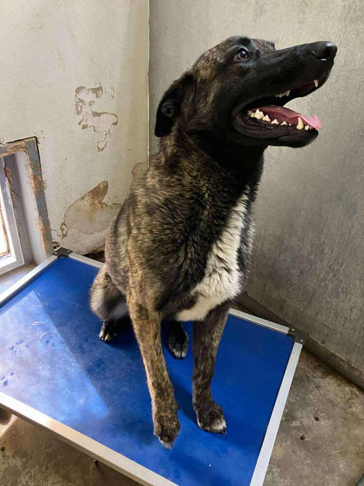 knox located in New Mexico