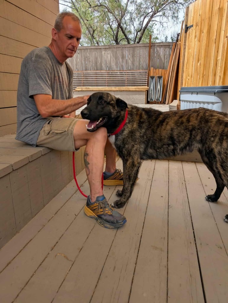 knox located in New Mexico, an adoptable Dutch Shepherd in Santa Fe, NM, 87500 | Photo Image 5