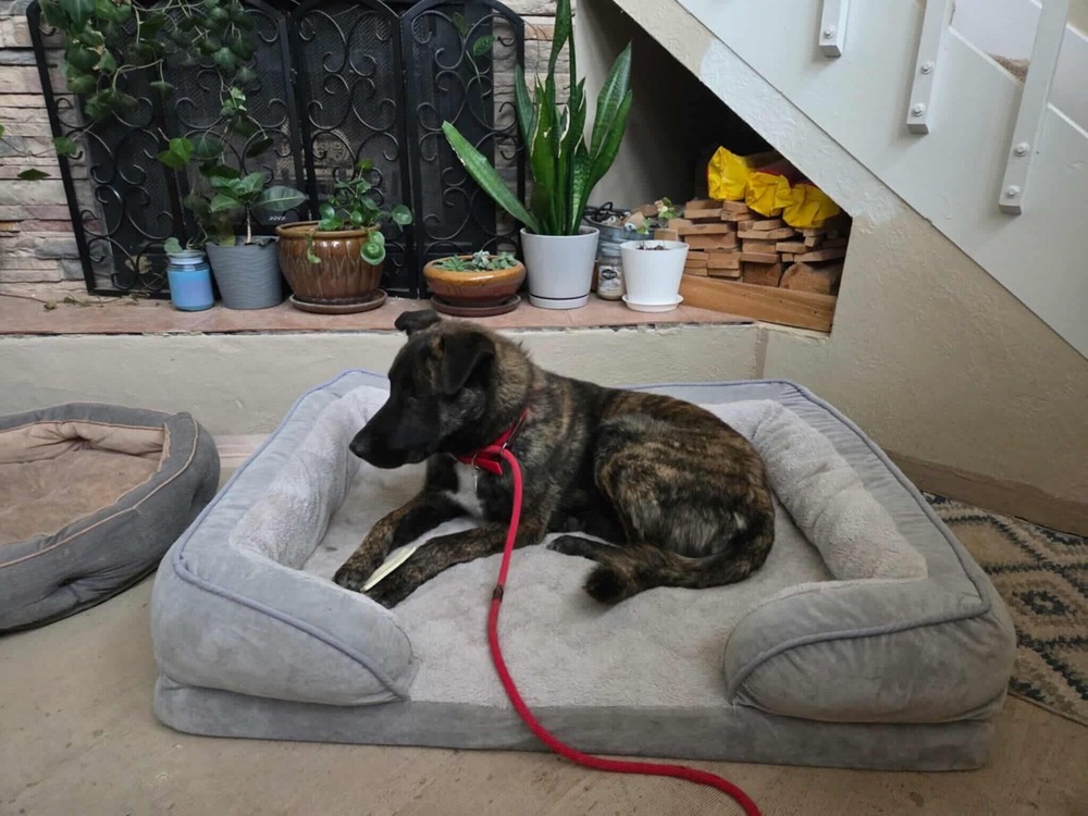 knox located in New Mexico, an adoptable Dutch Shepherd in Santa Fe, NM, 87500 | Photo Image 6