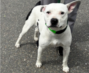 Turbo, Adult Male Pit Bull Terrier
