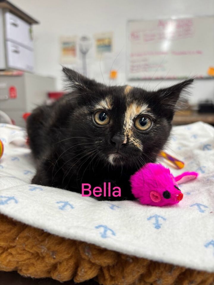 Bella 1