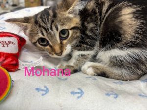 Mohana