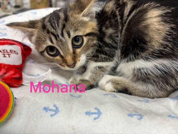 Mohana 1