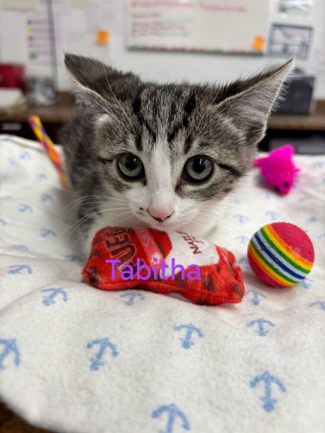 Tabitha