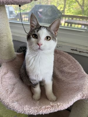 Toto, Baby Female Domestic Short Hair