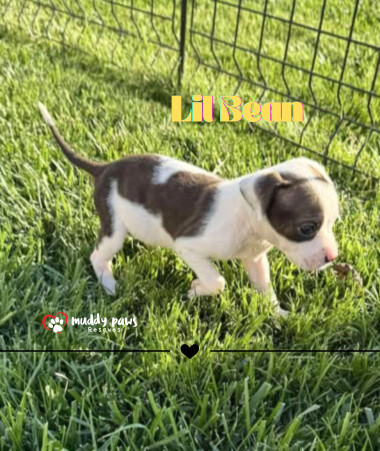 April Showers Litter: Lil Bean