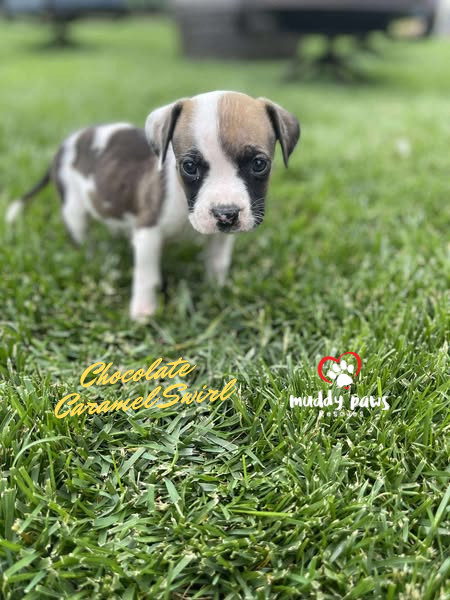 April Showers Litter: Chocolate Caramel Swirl
