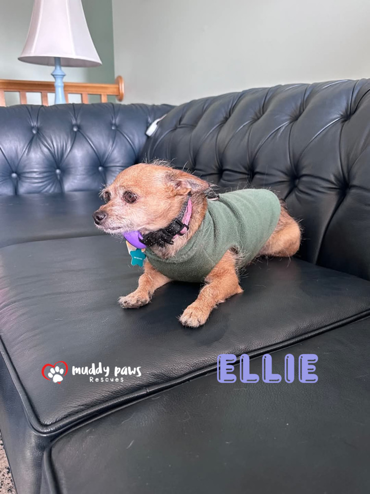 Ellie