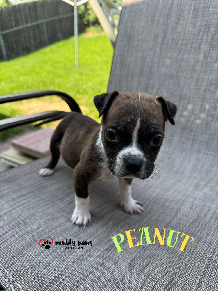 April Showers Litter: Peanut