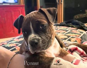 April Showers Litter: Peanut