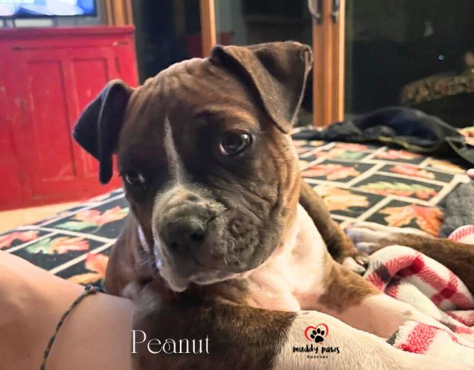 April Showers Litter: Peanut