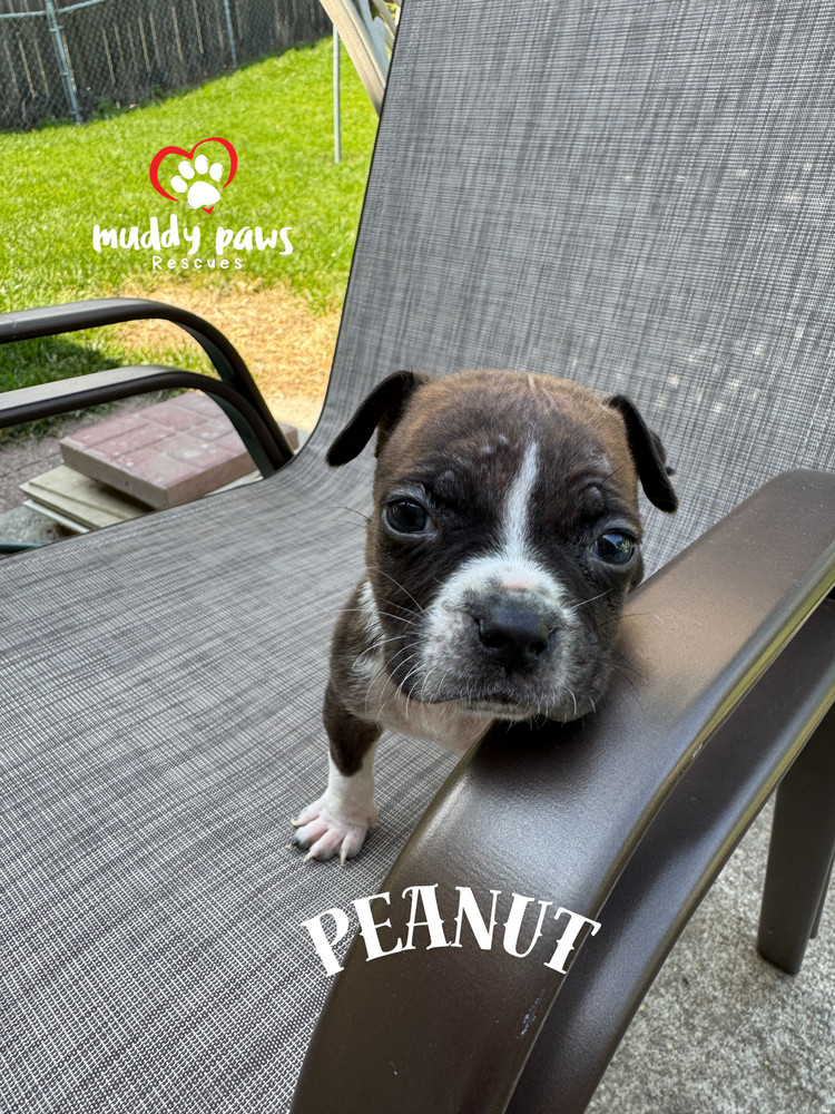 April Showers Litter: Peanut