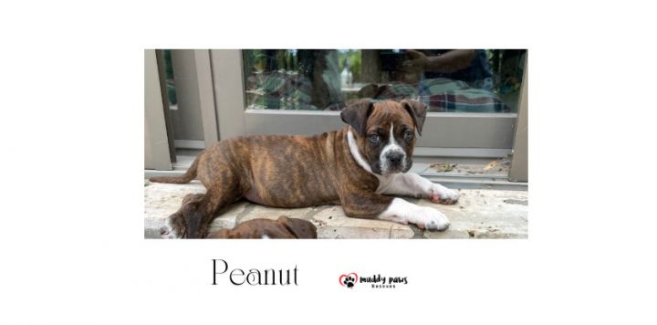 April Showers Litter: Peanut 2