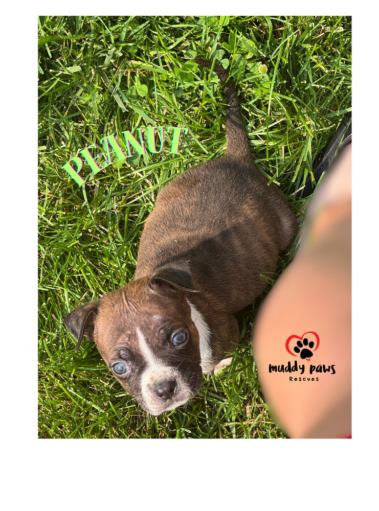 April Showers Litter: Peanut