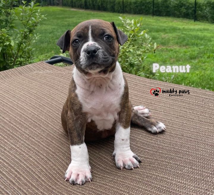 April Showers Litter: Peanut 3
