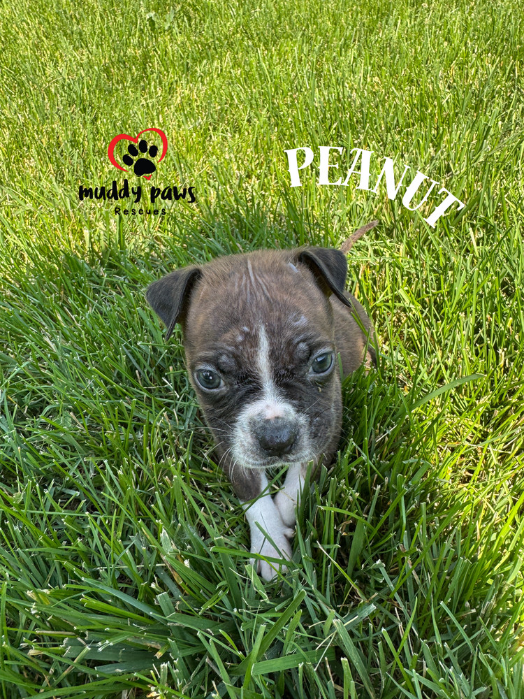 April Showers Litter: Peanut